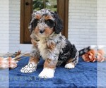 Small #1 Bernedoodle (Miniature)