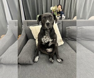 Wren *Foster Home Needed!* - Female Beagle-Unknown Mix Dog for Adoption - Photo #4