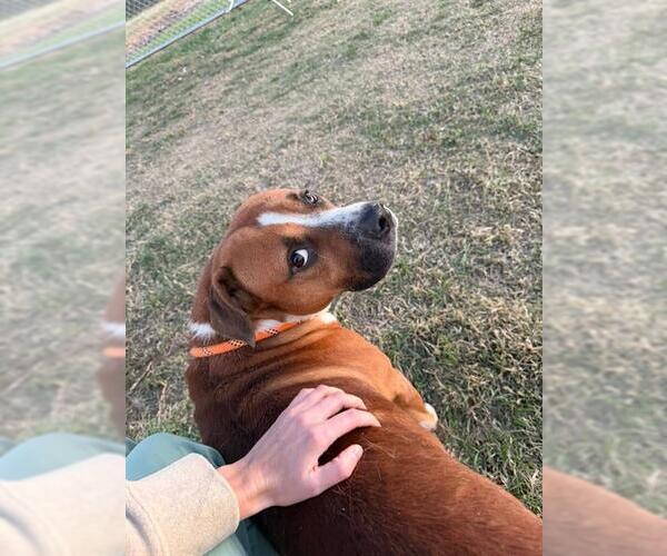 Medium Photo #1 Mutt Puppy For Sale in Louisville, KY, USA