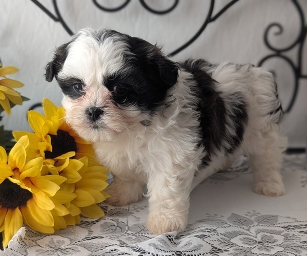 Medium Photo #19 Zuchon Puppy For Sale in GOSHEN, IN, USA