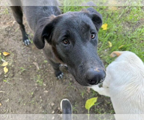 Medium Photo #2 Labrador Retriever-Unknown Mix Puppy For Sale in Clovis, CA, USA
