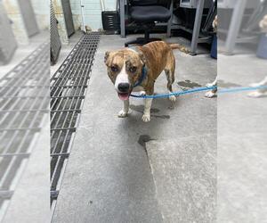 Mutt Dogs for adoption in Stockton, CA, USA