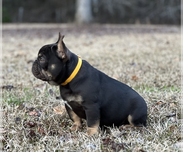 Medium Photo #5 French Bulldog Puppy For Sale in LOCUST GROVE, GA, USA
