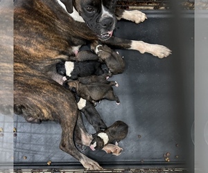 Mother of the Boxer puppies born on 07/09/2023