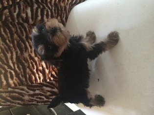 Yorkshire Terrier Puppy for sale in ALEXANDRIA, VA, USA