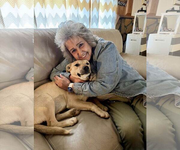 Medium Photo #4 Labrador Retriever-Unknown Mix Puppy For Sale in Rockaway, NJ, USA