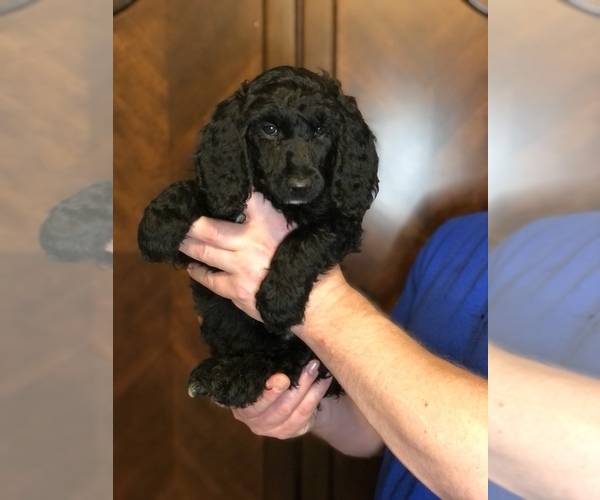 Medium Photo #3 Poodle (Standard) Puppy For Sale in IRONTON, OH, USA