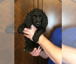 Small #2 Poodle (Standard)