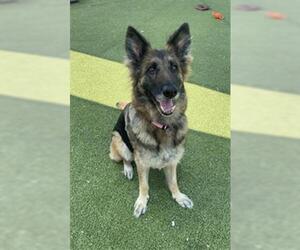 German Shepherd Dog Dogs for adoption in Pasadena, TX, USA