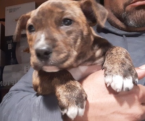 American Pit Bull Terrier Puppy for sale in NORTH HIGHLANDS, CA, USA