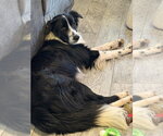 Small #3 Border Collie Mix