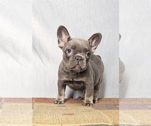French Bulldog Puppy for sale in CHARLOTTE, NC, USA