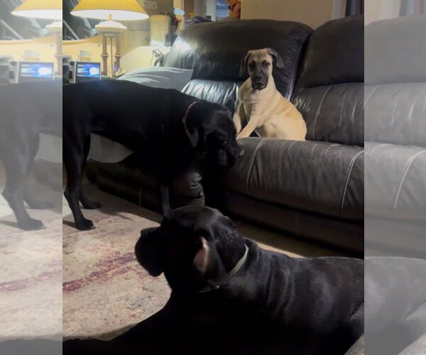 Medium Photo #7 Mastiff Puppy For Sale in Goodyear, AZ, USA