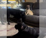Small #6 Mastiff