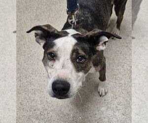 Staffordshire Bull Terrier Dogs for adoption in Bakersfield, CA, USA
