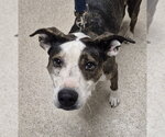 SADIE - Female Staffordshire Bull Terrier Dog for Adoption - Small photo