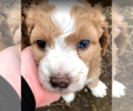 Small Photo #5 Aussiedoodle Puppy For Sale in COMMERCE, MI, USA