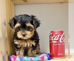 Small #11 Morkie