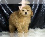 Small #2 Poodle (Miniature)