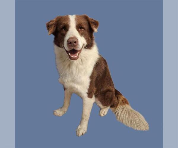 Medium Photo #1 Border Collie-Unknown Mix Puppy For Sale in Bakersfield, CA, USA