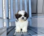 Small #4 Shih Tzu