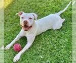 Small #1 Dogo Argentino