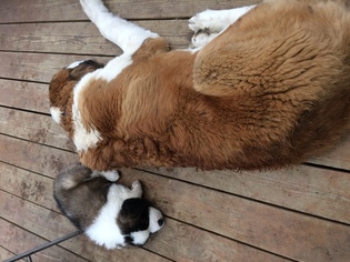 Saint Bernard Puppy for sale in NORTH BEND, OR, USA