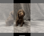 Small #6 Labradoodle