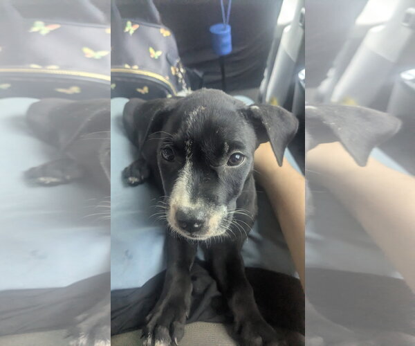 Medium Photo #3 Labrador Retriever-Unknown Mix Puppy For Sale in The Woodlands, TX, USA