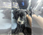 Small #2 Labrador Retriever Mix