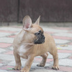 Small Photo #2 French Bulldog Puppy For Sale in BOSTON, MA, USA