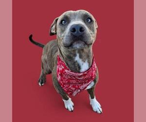 American Pit Bull Terrier-Unknown Mix Dogs for adoption in Bakersfield, CA, USA