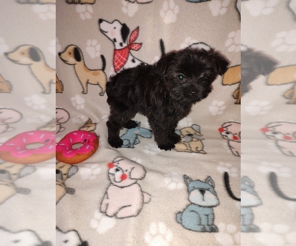 Medium Photo #7 Yorkshire Terrier Puppy For Sale in LAPEER, MI, USA