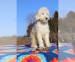 Small Photo #6 Goldendoodle Puppy For Sale in UNION CITY, TN, USA