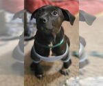 Small #2 Labrador Retriever Mix