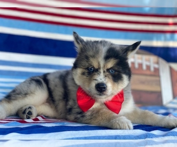 Medium Photo #2 Pomsky-Shiba Inu Mix Puppy For Sale in LANCASTER, PA, USA