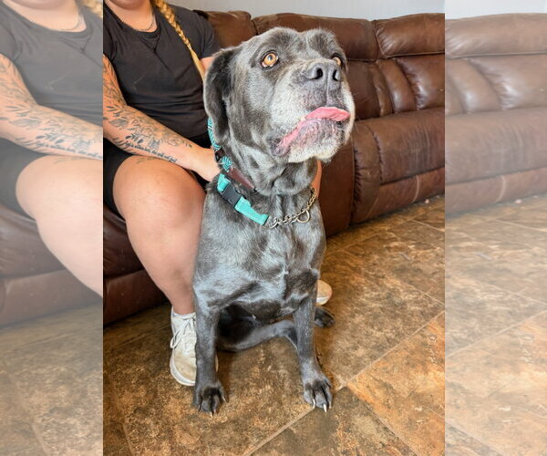 Medium Photo #5 Mutt Puppy For Sale in Goodyear, AZ, USA