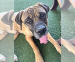 Small Bullmastiff