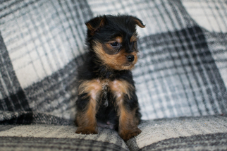Yorkshire Terrier Puppy for sale in KENT, OH, USA