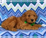 Small Photo #4 Goldendoodle Puppy For Sale in QUARRYVILLE, PA, USA