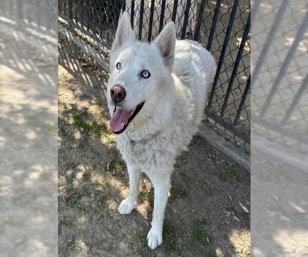 Medium Photo #2 Siberian Husky Puppy For Sale in Riverside, CA, USA