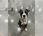 Small American Pit Bull Terrier Mix