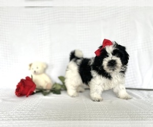 ShihPoo Puppy for sale in ELKTON, KY, USA