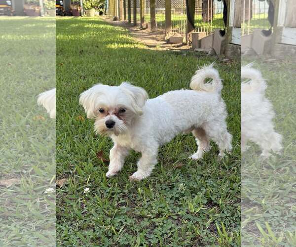 Medium Photo #3 Maltese Puppy For Sale in Dumont, NJ, USA