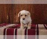 Puppy 2 Miniature Pinscher-Poodle (Toy) Mix