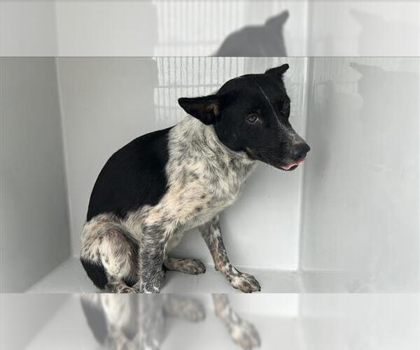 Medium Photo #1 Mutt Puppy For Sale in Houston, TX, USA