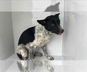 Mutt Dogs for adoption in Houston, TX, USA