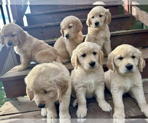 Golden Retriever Puppy for sale in DELANO, MN, USA