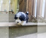 Small Photo #8 Aussiedoodle Miniature  Puppy For Sale in COMMERCE, MI, USA