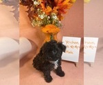 Small Photo #10 Yo-Chon Puppy For Sale in HAMPTON, VA, USA